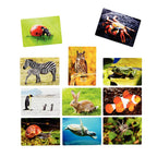 Afbeeelding van het spel Foto Box - Dieren, speciaal geselecteerd  voor ouderen met dementie.