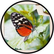 Rahmenpuzzle Schmetterling